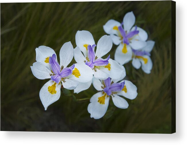 Flowers Acrylic Print featuring the photograph Siren Sisters by Marilyn Cornwell