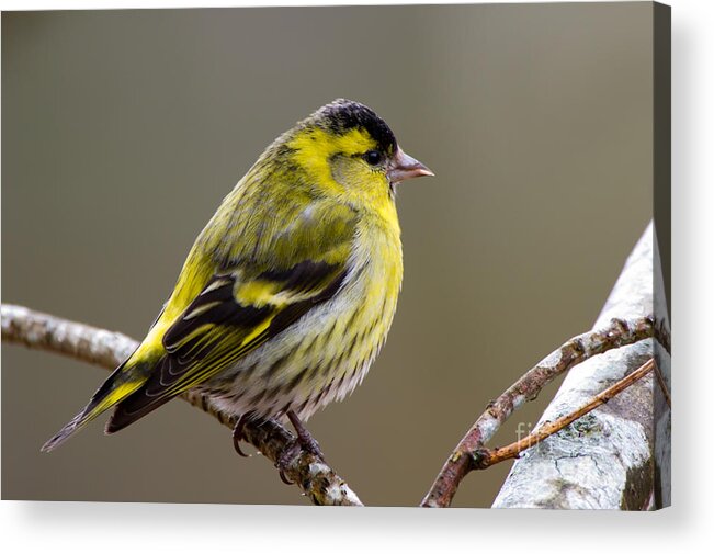 Siskin Acrylic Print featuring the photograph Siskin male by Torbjorn Swenelius