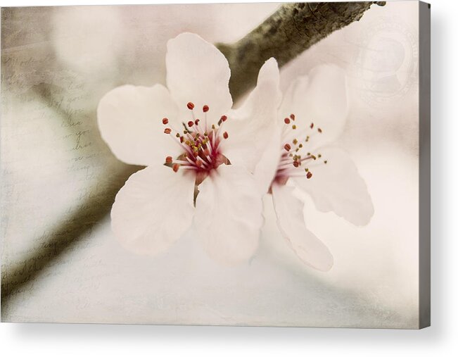 Plum Blossoms Acrylic Print featuring the photograph Sisters by Caitlyn Grasso