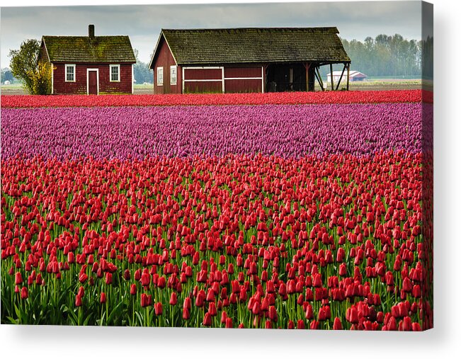 Tulips Acrylic Print featuring the photograph Skagit Valley Crops by Dan Mihai