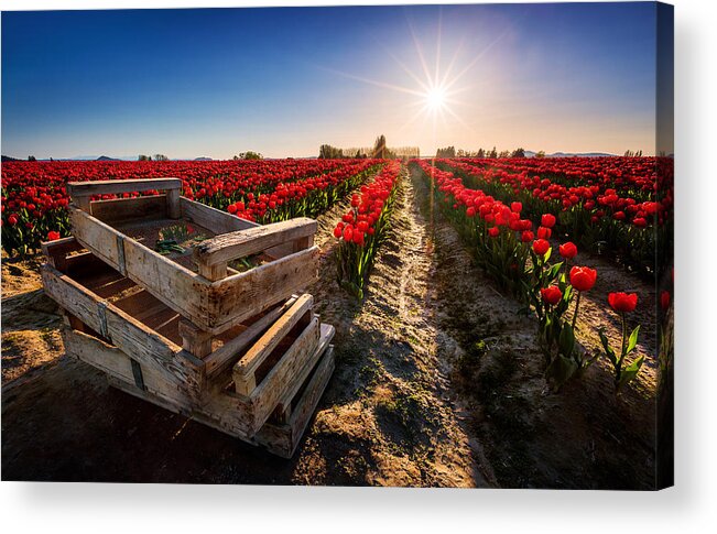 Tulips Acrylic Print featuring the photograph Skagit Valley Tulip Festival by Alexis Birkill