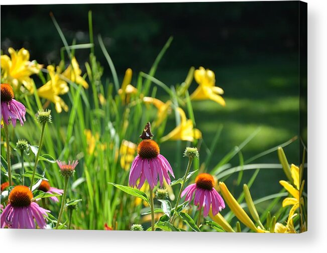 Butterflies Acrylic Print featuring the photograph Skipper in the Flowers by Kristin Hatt