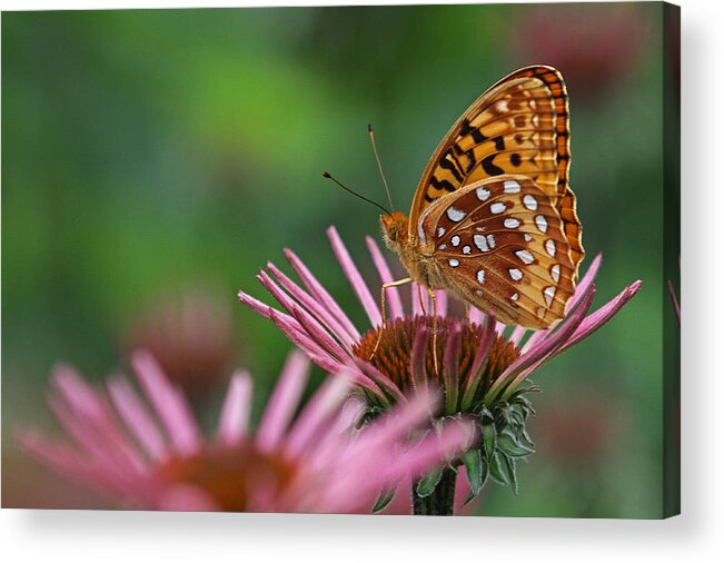Butterfly Acrylic Print featuring the photograph Skipper on Coneflower by Juergen Roth