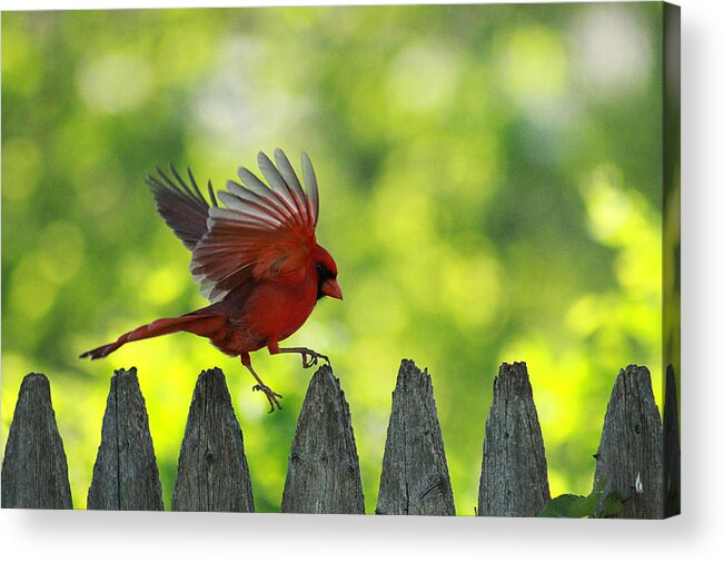 Cardinal Acrylic Print featuring the photograph Skipping Pickets 1 by Jackie Novak