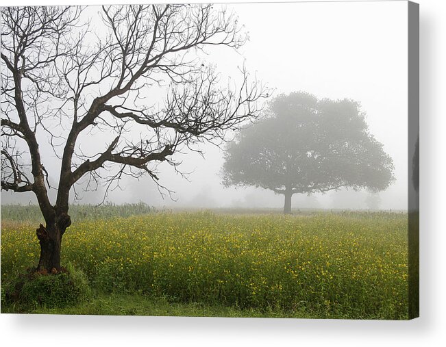 Landscape Acrylic Print featuring the photograph SKC 0058 Contrasty trees by Sunil Kapadia
