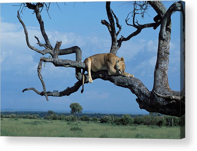 Lion Acrylic Print featuring the photograph Sleeping Lioness by Tina Manley