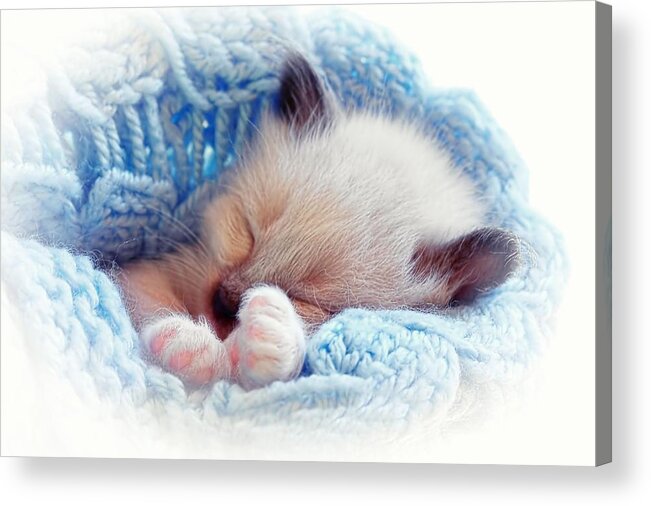 Siamese Kitten Acrylic Print featuring the photograph Sleeping Siamese Kitten by Tracie Schiebel