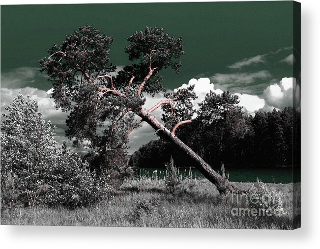 Sloping Pine Acrylic Print featuring the photograph Sloping Pine by Evgeniy Lankin