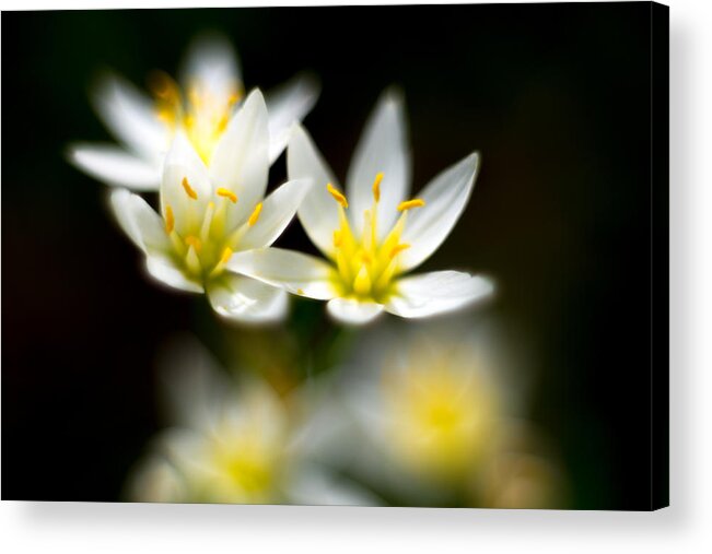 Flowers Close Up Acrylic Print featuring the photograph Small White Flowers by Darryl Dalton