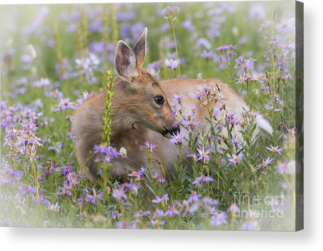 Fawn Acrylic Print featuring the photograph Smelling the Flowers by Sonya Lang