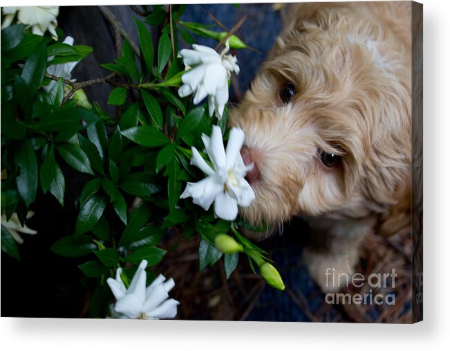 Gardenia Acrylic Print featuring the photograph Smells so Good by Sandra Clark