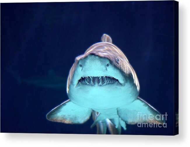 Shark Acrylic Print featuring the photograph Smile by Frank Larkin