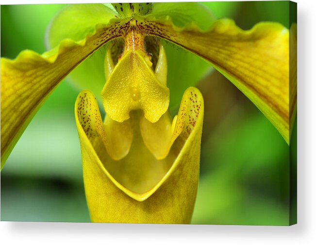 Orchid Acrylic Print featuring the photograph Smile - Orchid Art Photograph by Sharon Cummings by Sharon Cummings