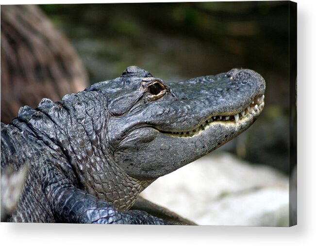 Alligator Acrylic Print featuring the photograph Smiling Alligator by Valerie Collins