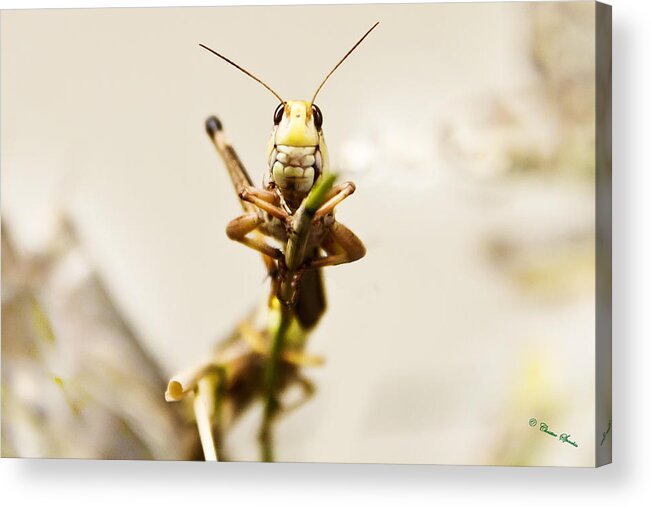 Insects Acrylic Print featuring the photograph smiling Grasshopper by Christine Sponchia