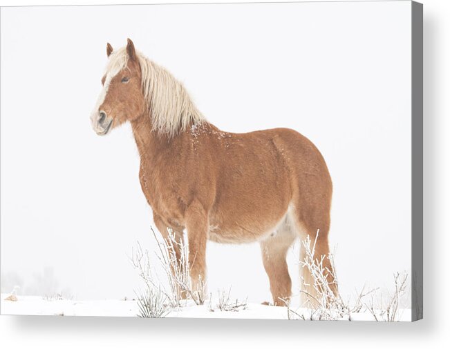 Palomino Acrylic Print featuring the photograph Smiling Palomino in the Snow by James BO Insogna