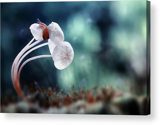 Macro Acrylic Print featuring the photograph Snail And Mushrooms by Dede Almustaqim