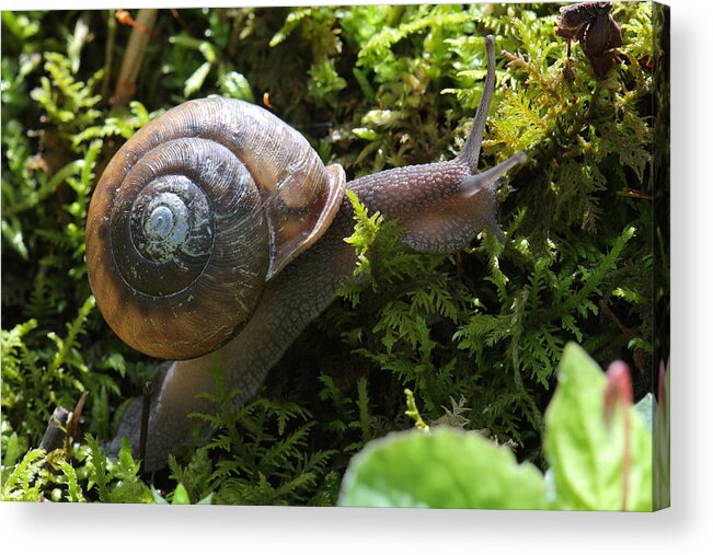 Snail In Moss Acrylic Print featuring the photograph Snail In Moss by Daniel Reed