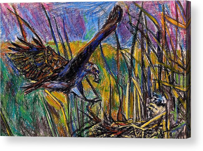 Snail Kite Acrylic Print featuring the painting Snail Kite by Kendall Kessler