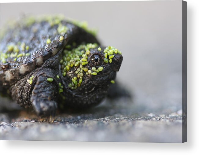 Snapping Acrylic Print featuring the photograph Snapping Turtle by Brian Magnier