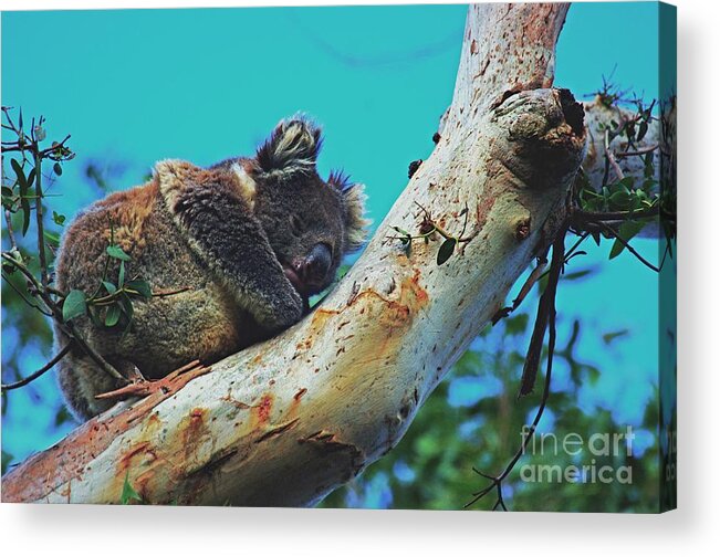 Photography Acrylic Print featuring the photograph Snooze time for a Koala by Blair Stuart