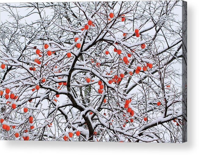Tranquility Acrylic Print featuring the photograph Snow And A Persimmon Tree by Koichi Watanabe