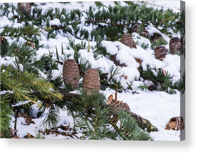 Snow Acrylic Print featuring the photograph Snow Cones by Spikey Mouse Photography
