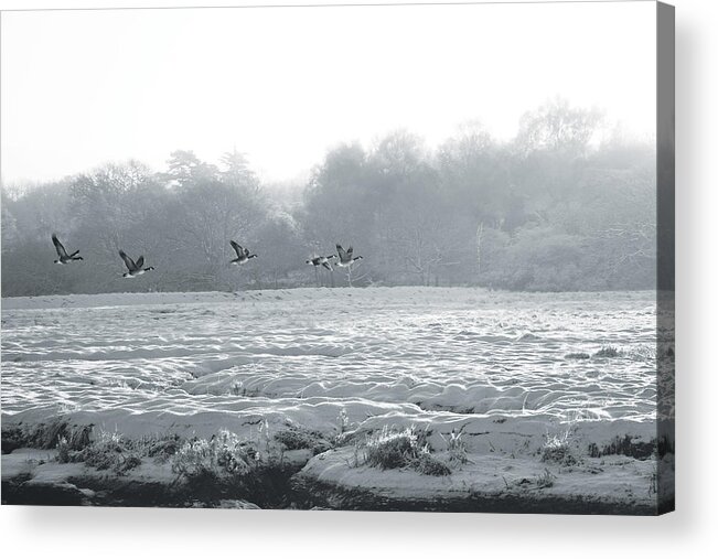 Landscape Acrylic Print featuring the photograph Snow and Geese by David Davies
