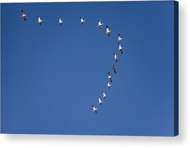 Feb0514 Acrylic Print featuring the photograph Snow Geese Flying In Formation Bosque by Tom Vezo