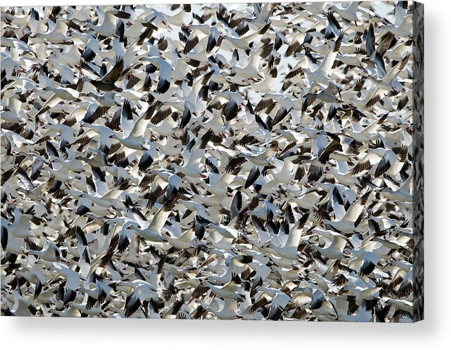 New Mexico Acrylic Print featuring the photograph Snow Geese In Flight by D Williams Photography