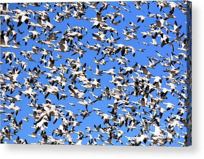 Snow Geese Acrylic Print featuring the photograph Snow Geese Taking Flight - Bosque del Apache by John Greco