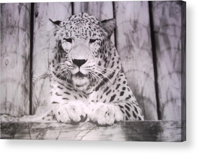 #snowleopard #white #spotted #florida #animalpark Acrylic Print featuring the photograph White Snow Leopard Chillin by Belinda Lee
