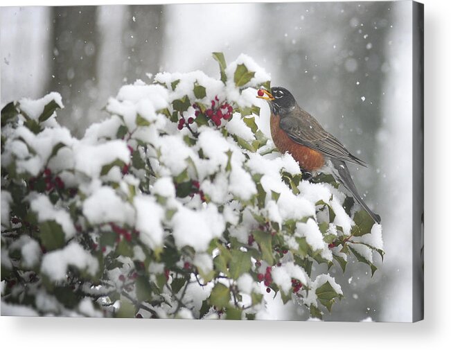 Snow Acrylic Print featuring the photograph Snow Robin by Terry DeLuco