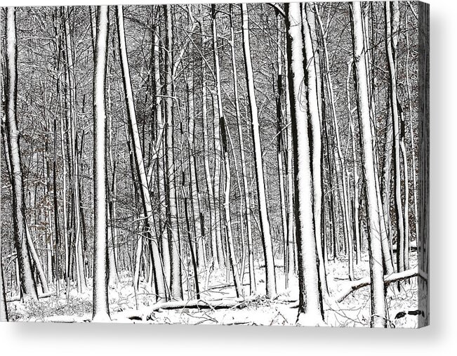 Black And White Acrylic Print featuring the photograph Snow Trees by Dawn J Benko