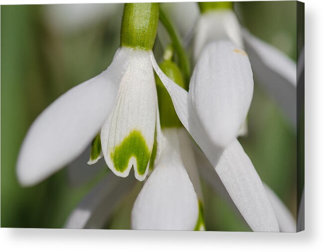 Snowdrops Acrylic Print featuring the photograph Snowdrops by Andreas Levi
