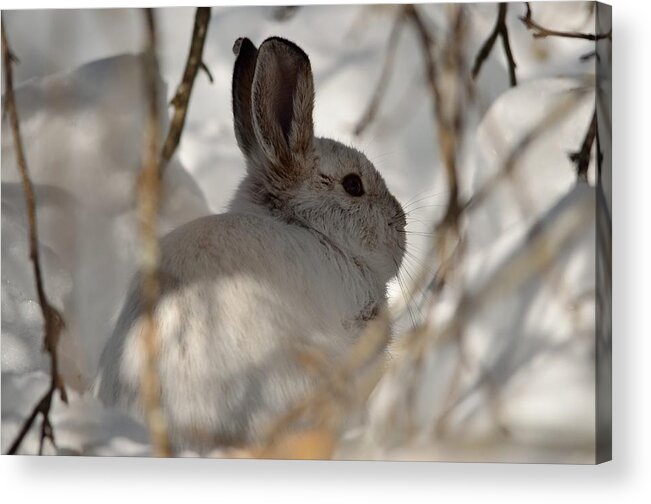 Snowshoe Hare Acrylic Print featuring the photograph Snowshoe Hare by James Petersen