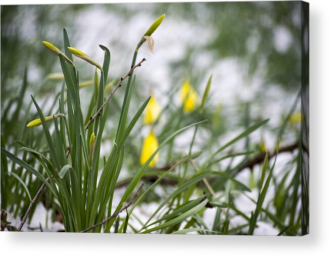 Daffodils Acrylic Print featuring the photograph Snowy Daffodils by Spikey Mouse Photography
