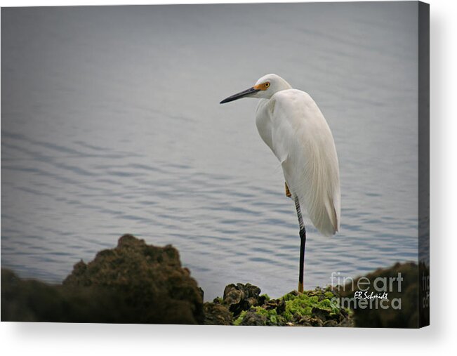 Snowy Egret Acrylic Print featuring the photograph Snowy Egret by E B Schmidt