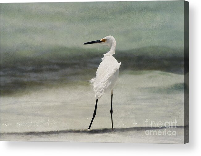 Egret With Textures Acrylic Print featuring the photograph Snowy Egret by John Edwards