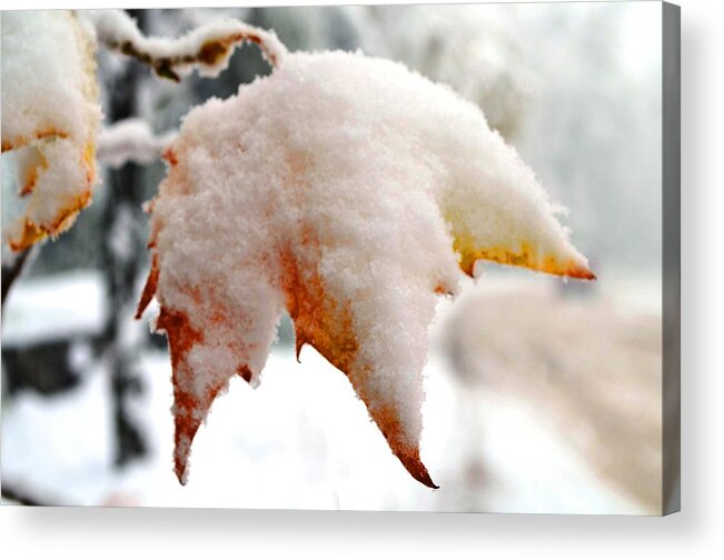 Leaf Acrylic Print featuring the photograph Snowy fall by Rumiana Nikolova