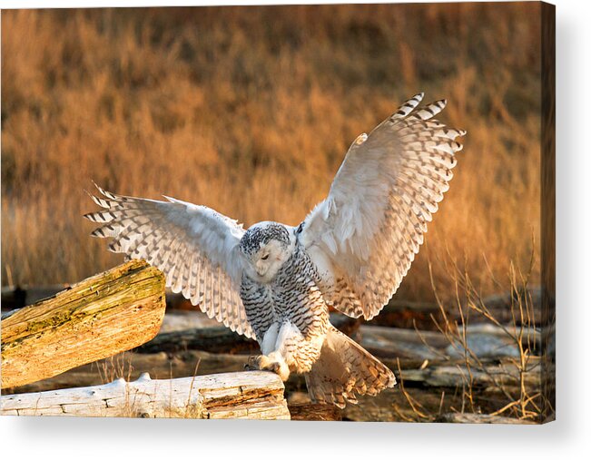 Snowy Owl Acrylic Print featuring the photograph Snowy Owl - Bubo scandiacus by Michael Russell