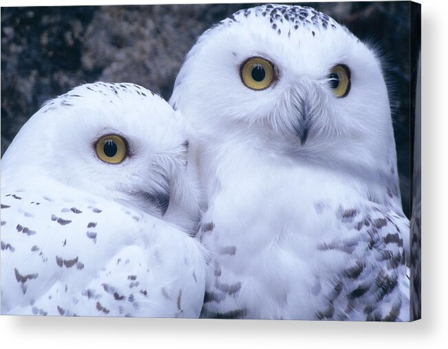 Snowy Owls Acrylic Print featuring the photograph Snowy Owls by Paal Hermansen