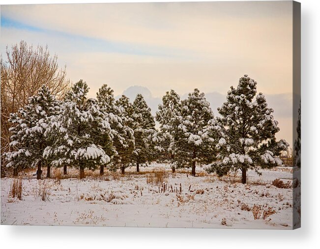 Snow Acrylic Print featuring the photograph Snowy Winter Pine Trees by James BO Insogna