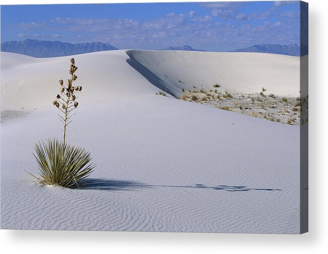 00198313 Acrylic Print featuring the photograph Soaptree Yucca at White Sands NM by Konrad Wothe