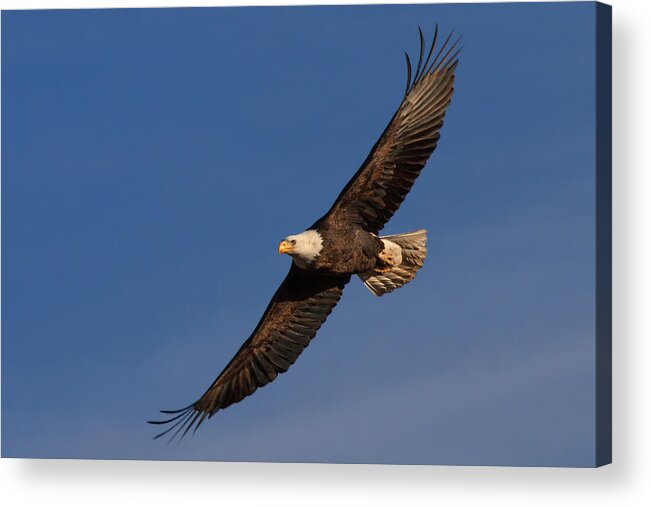 Bald Eagle Acrylic Print featuring the photograph Soaring Bald Eagle by Beth Sargent