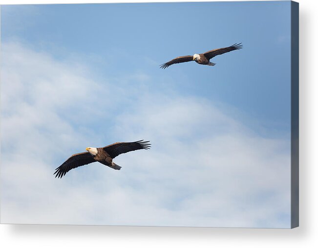 Eagle Acrylic Print featuring the photograph Soaring Bald Eagles by Bill Wakeley