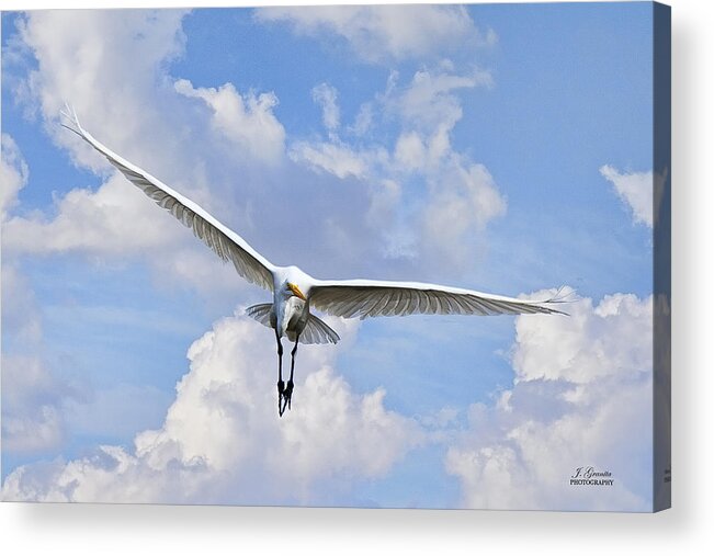 Flying Egret Acrylic Print featuring the photograph Soaring Egret by Joe Granita