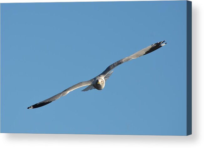 Wing Acrylic Print featuring the photograph Soaring Seagull by Richard Bryce and Family