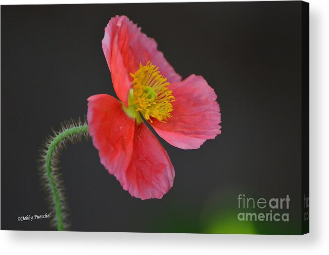 Poppy Acrylic Print featuring the photograph Soft by Debby Pueschel