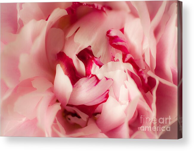 Pink Acrylic Print featuring the photograph Soft Peony by Ana V Ramirez